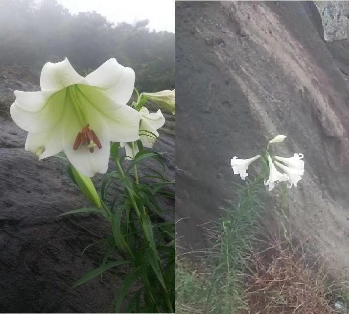 "       偶尔也有飞过的蜂蝶鸟雀会劝百合:"在这悬崖边上,纵然开出这