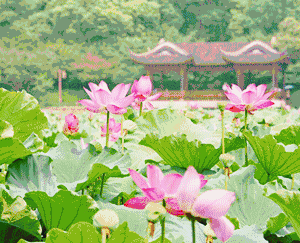 壁纸 花 桌面 300_243 gif 动态图 动图
