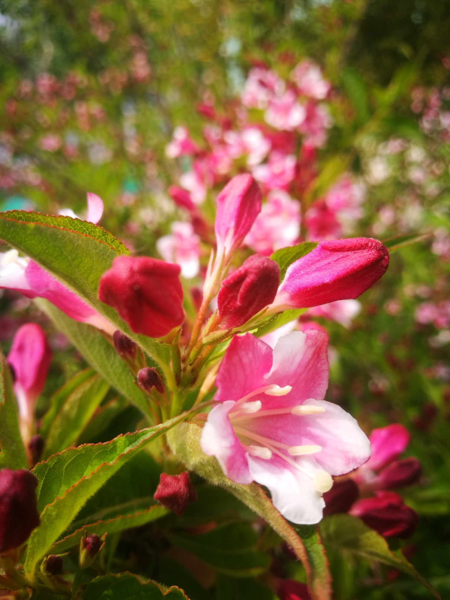 【锦带花】花语:前程似锦,绚烂和美丽.