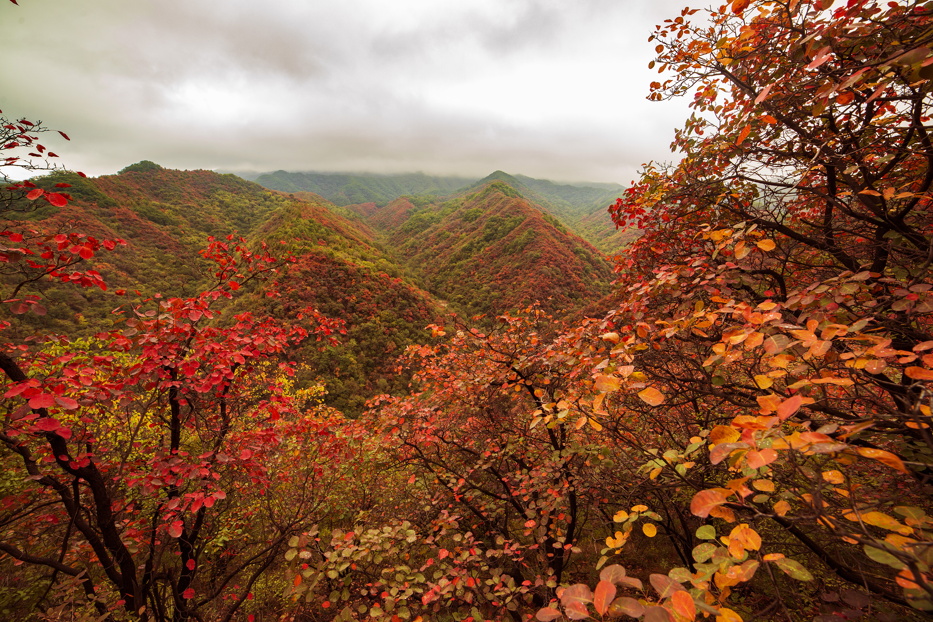 摄影:兀增刚 地点:三门峡甘山森林公园 特别声明:本文观点仅代表作者