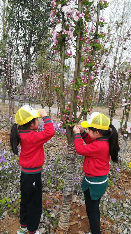 "寻找春天"清华幼儿园益智(二)班主题春游活动