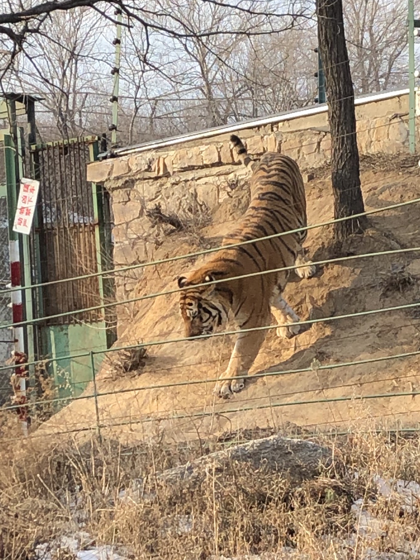 走进八达岭野生动物园