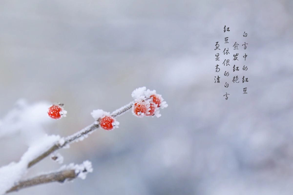 有一种红豆,晶莹剔透,血红如珠,依稀浮现于雪景中,红白相映,惊艳了