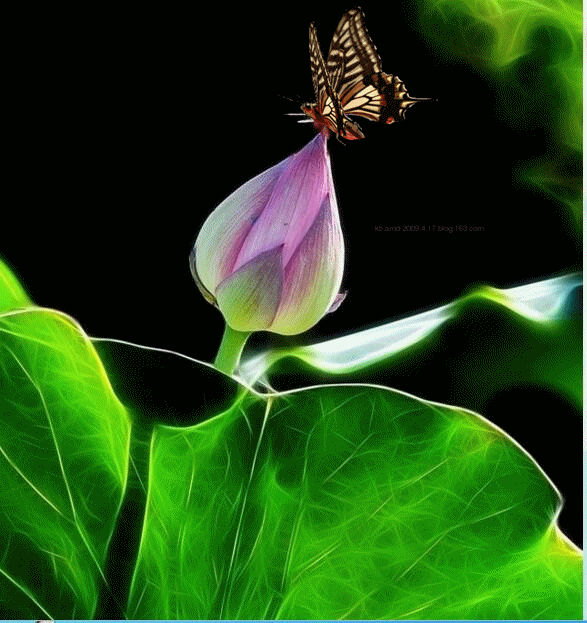 夏天愈来愈热,不少绿色的植被被烤得叶子枯萎,但盛开的荷花却独具风采