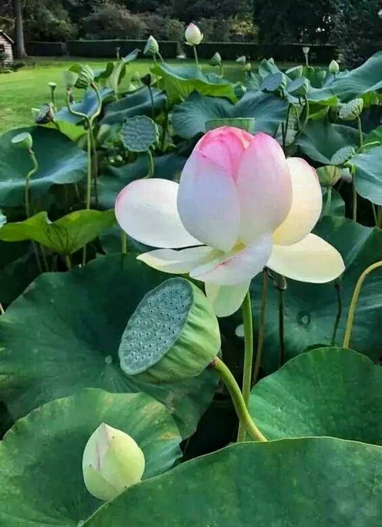 碧荷莲花