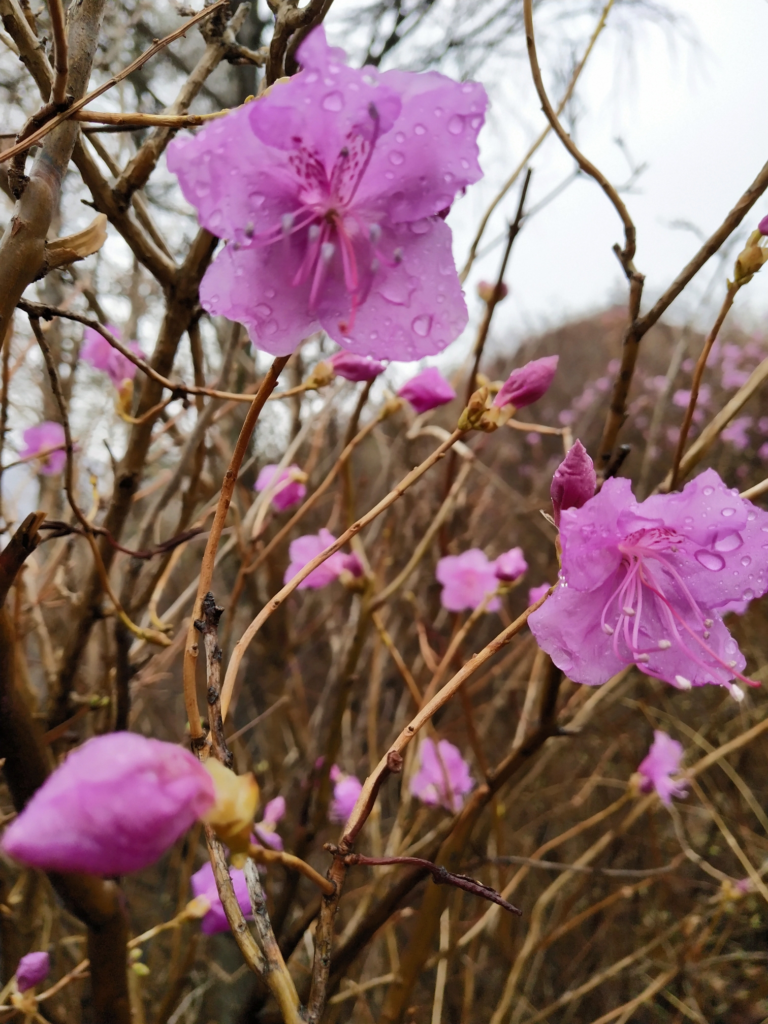 这种花生长在东北各部,东北人都叫它…达子花,山杜鹃,金达莱花,映山红