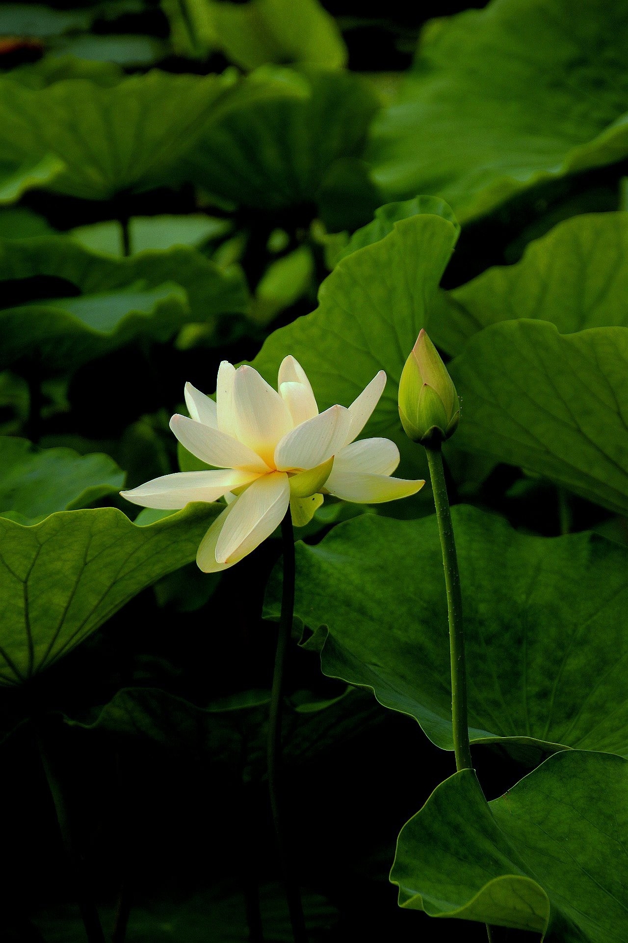 《为荷而梦》惟有绿荷红菡萏荷花篇