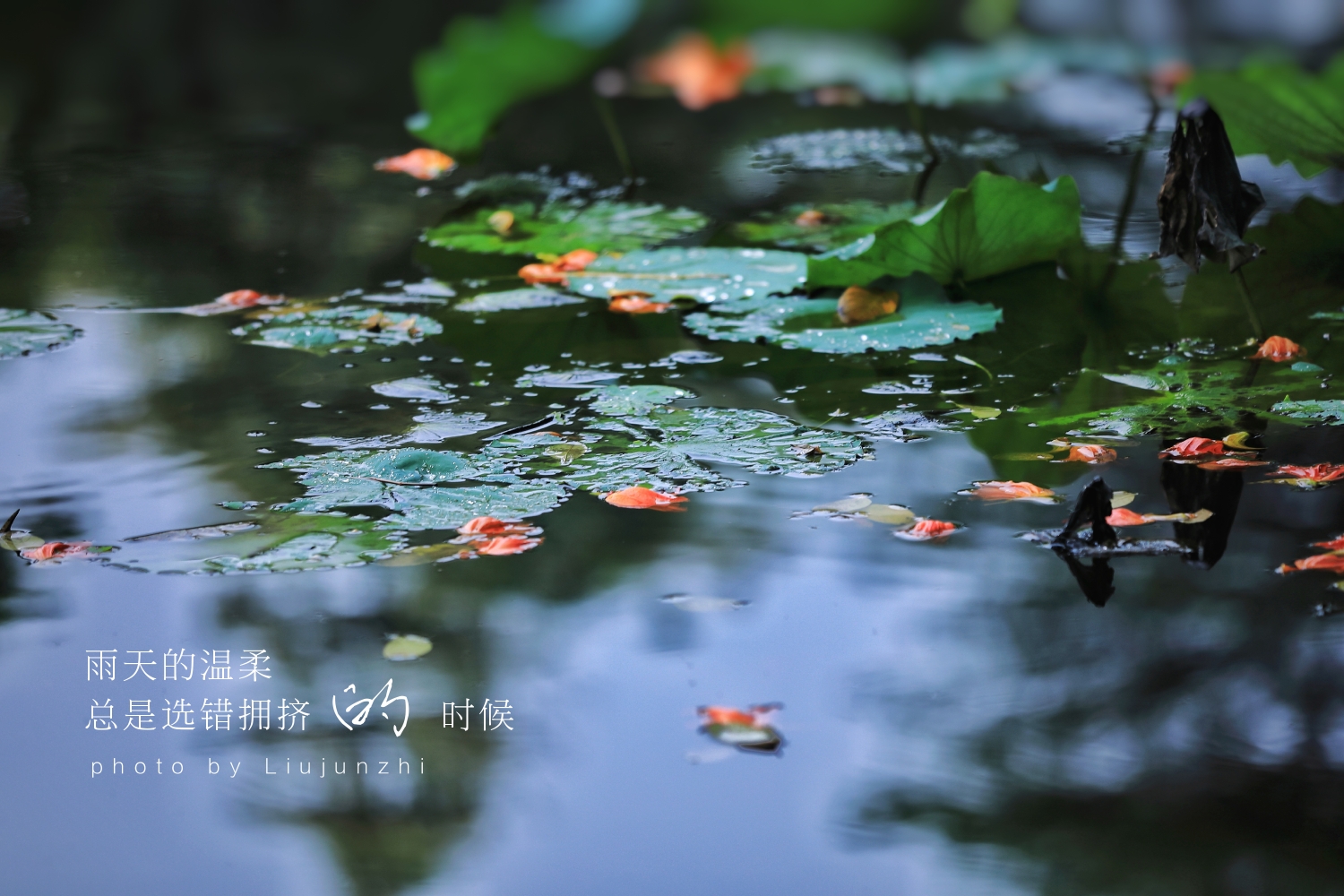 落花听雨