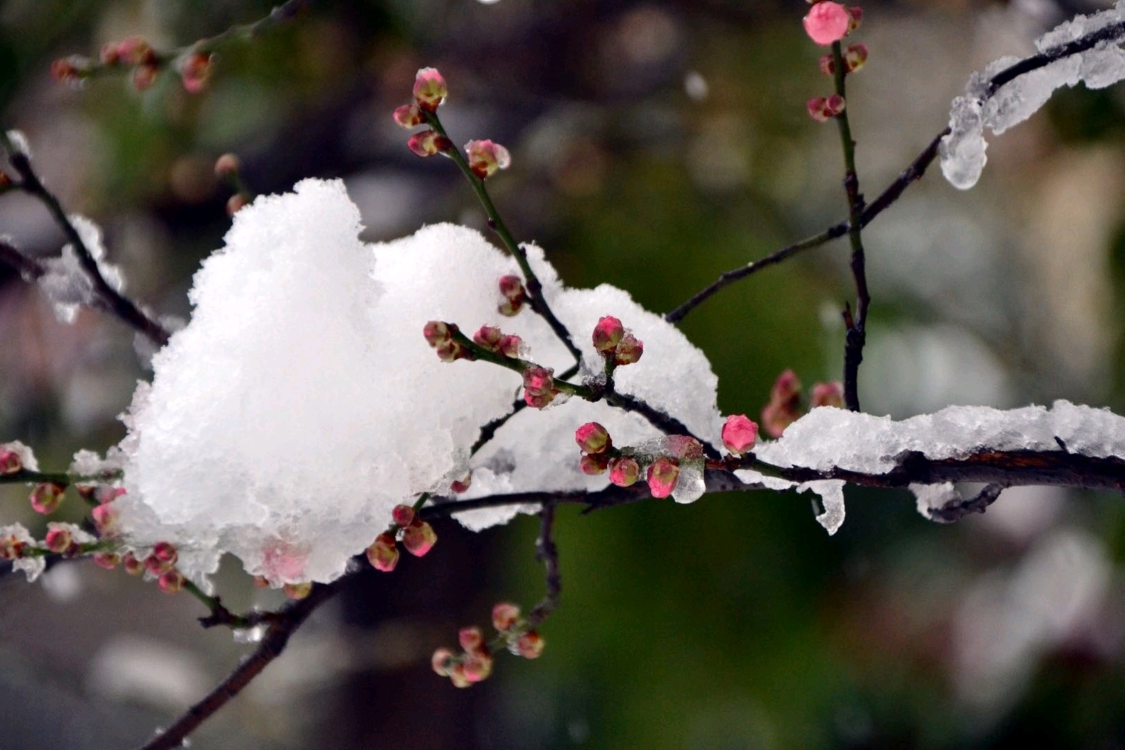 落雪飞花诗意天