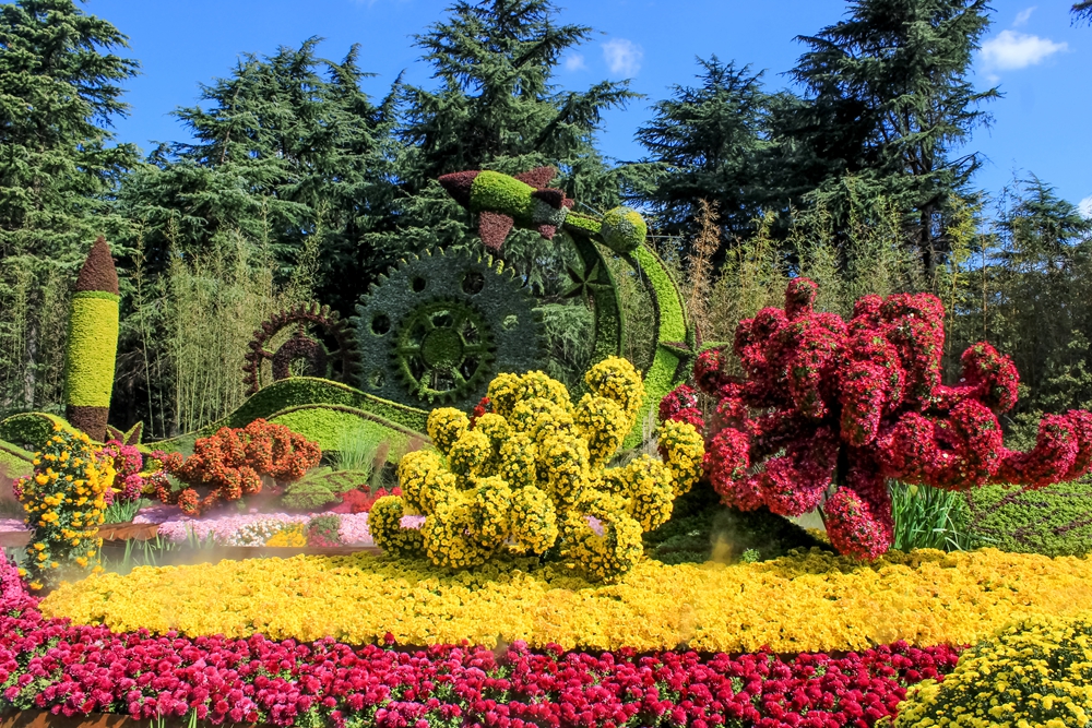 菊花展览会于10月26日至11月26日在上海共青森林公园,嘉定汇龙潭公园