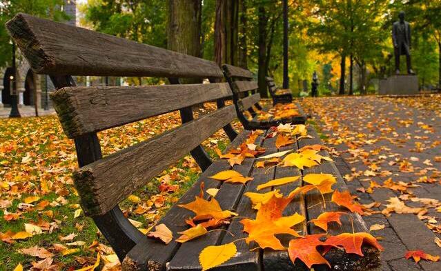 8首描写秋天的诗词,感受秋天的美丽与伤感