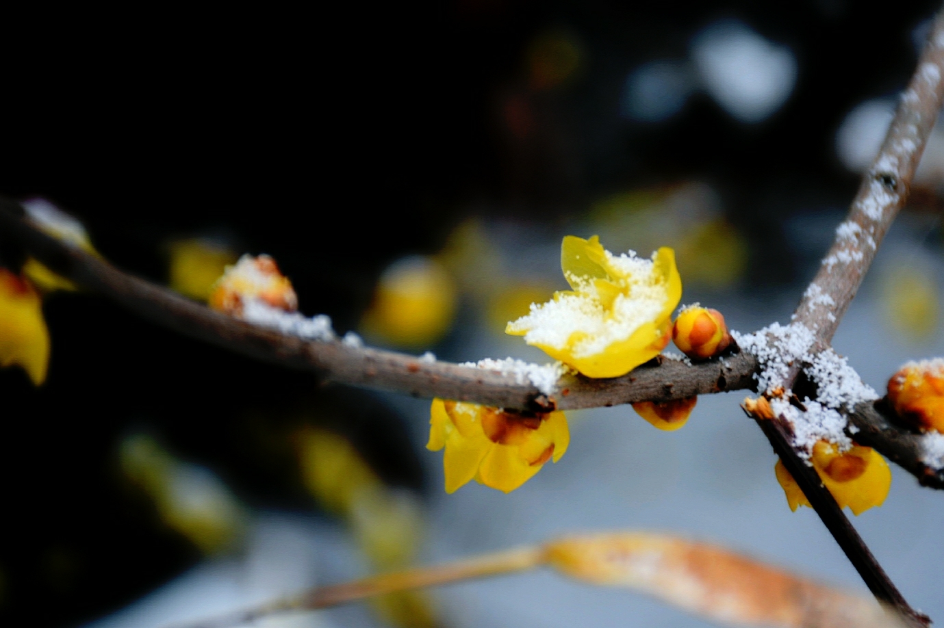 雪中腊梅