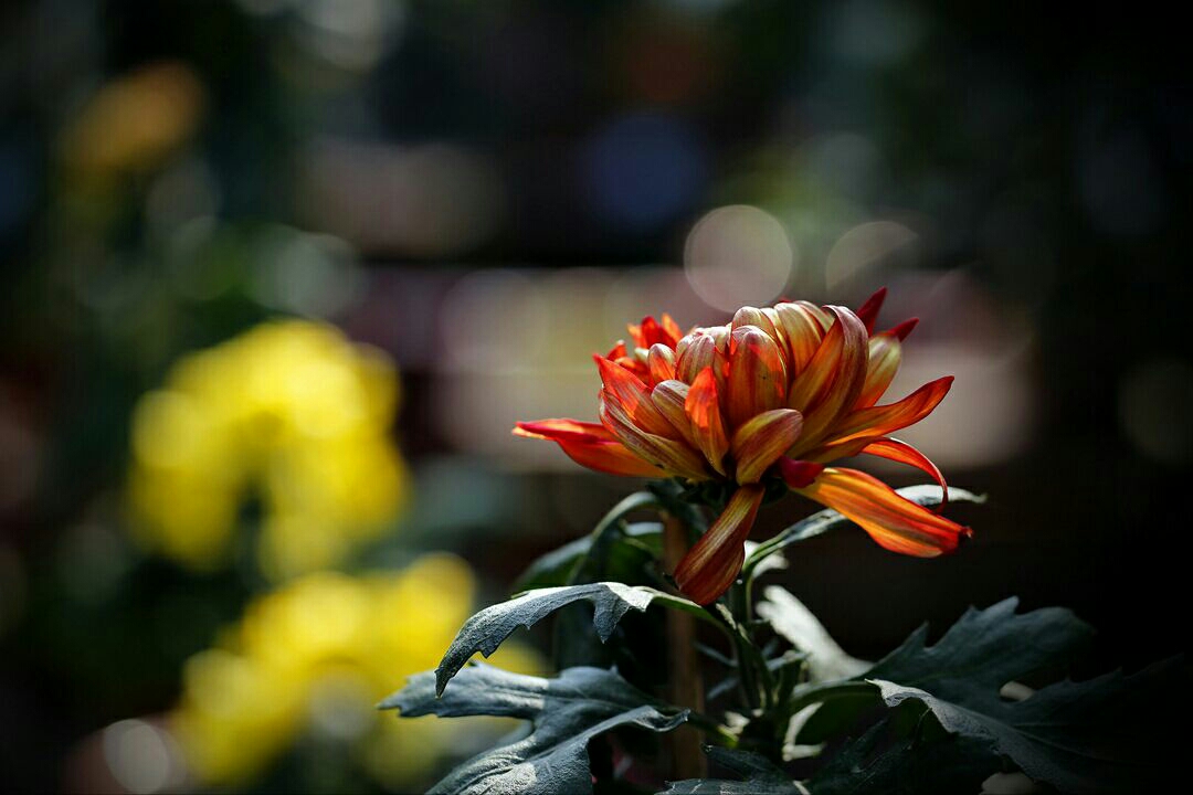 《落花无言,人淡如菊》