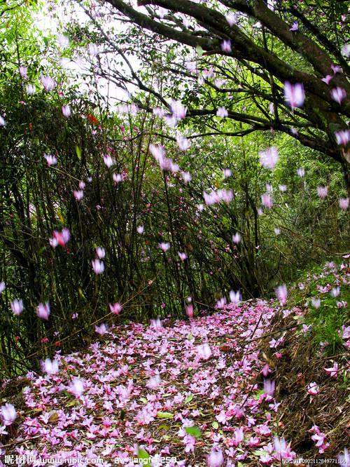 落花为谁