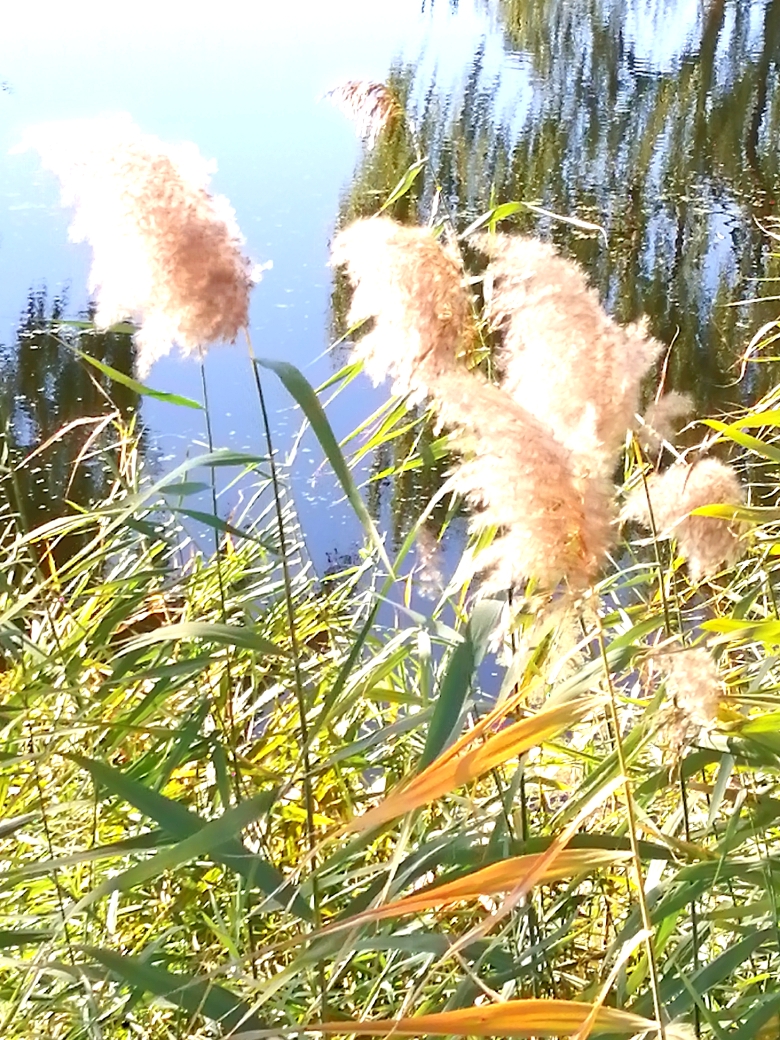 芦花白,芦花美, 花絮满天飞, 千丝万缕意绵绵, 路上彩云追.