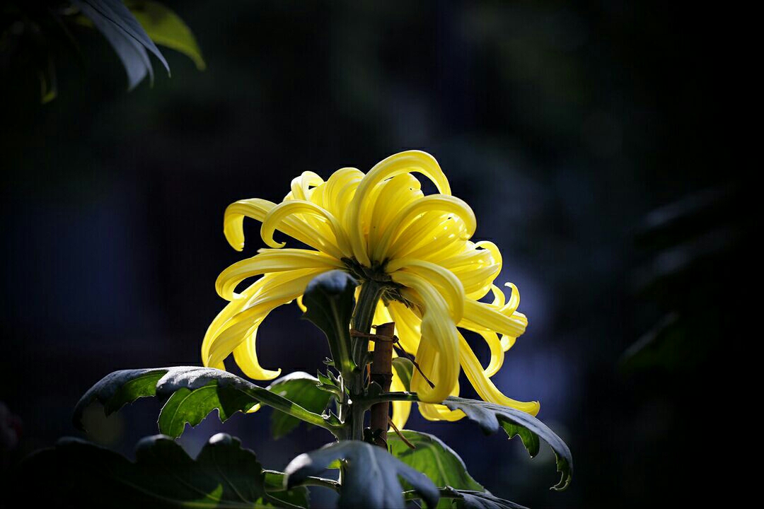 《落花无言,人淡如菊》