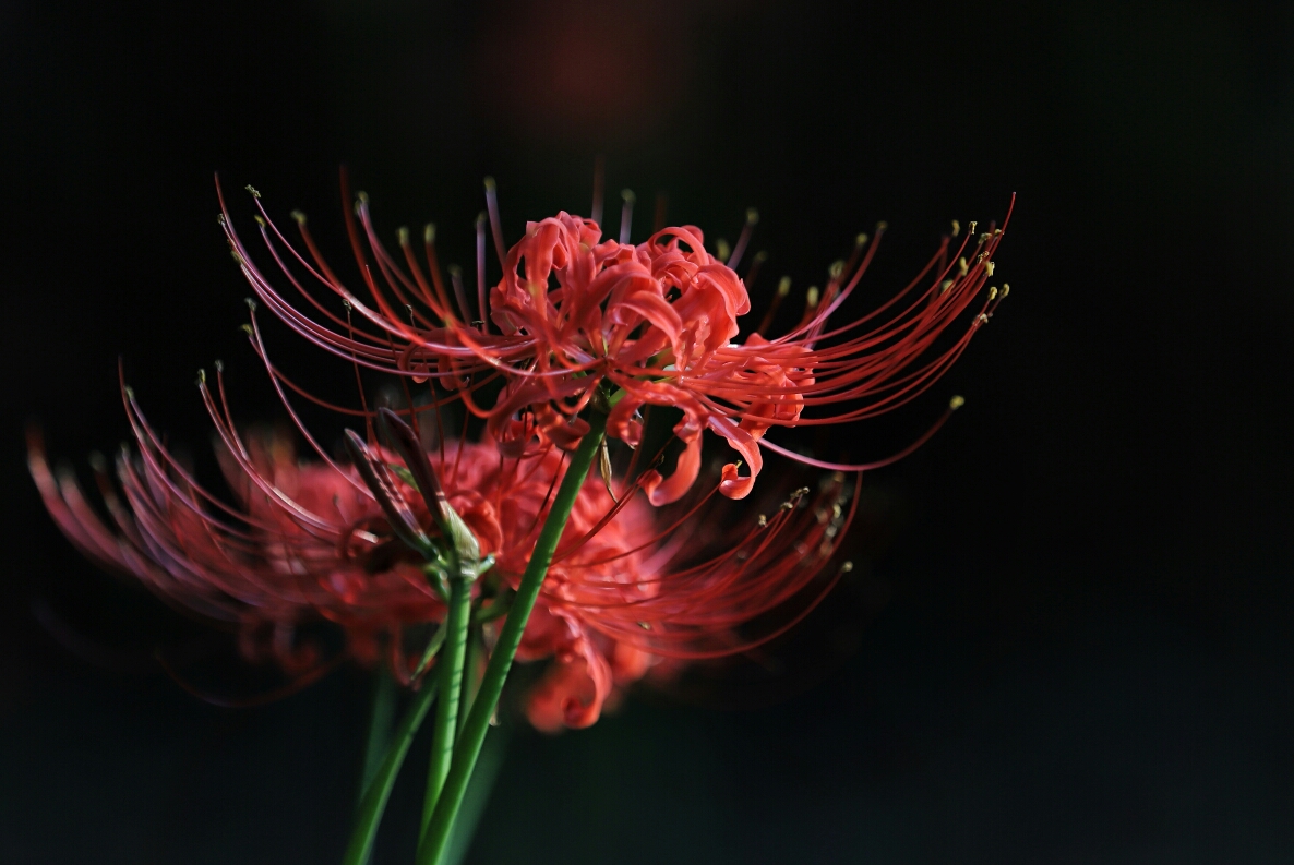 彼岸花开 花开彼岸