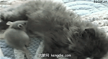 自古以来,猫和老鼠是天敌,可豪湾的猫和香炉沟的老鼠却是一对好