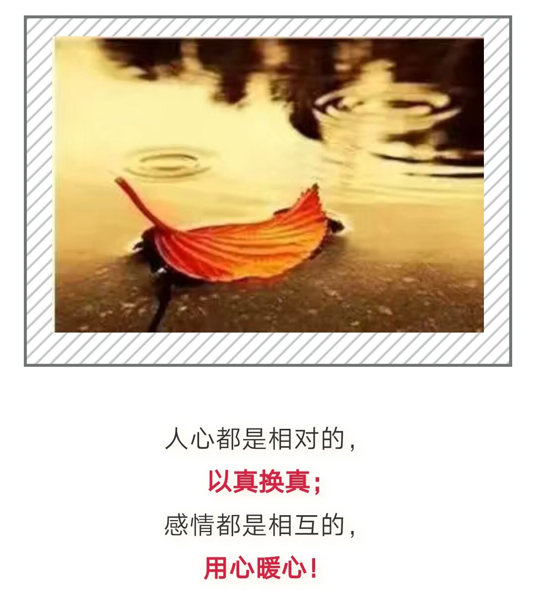 树叶,不是一天黄的;人心,不是一天凉的