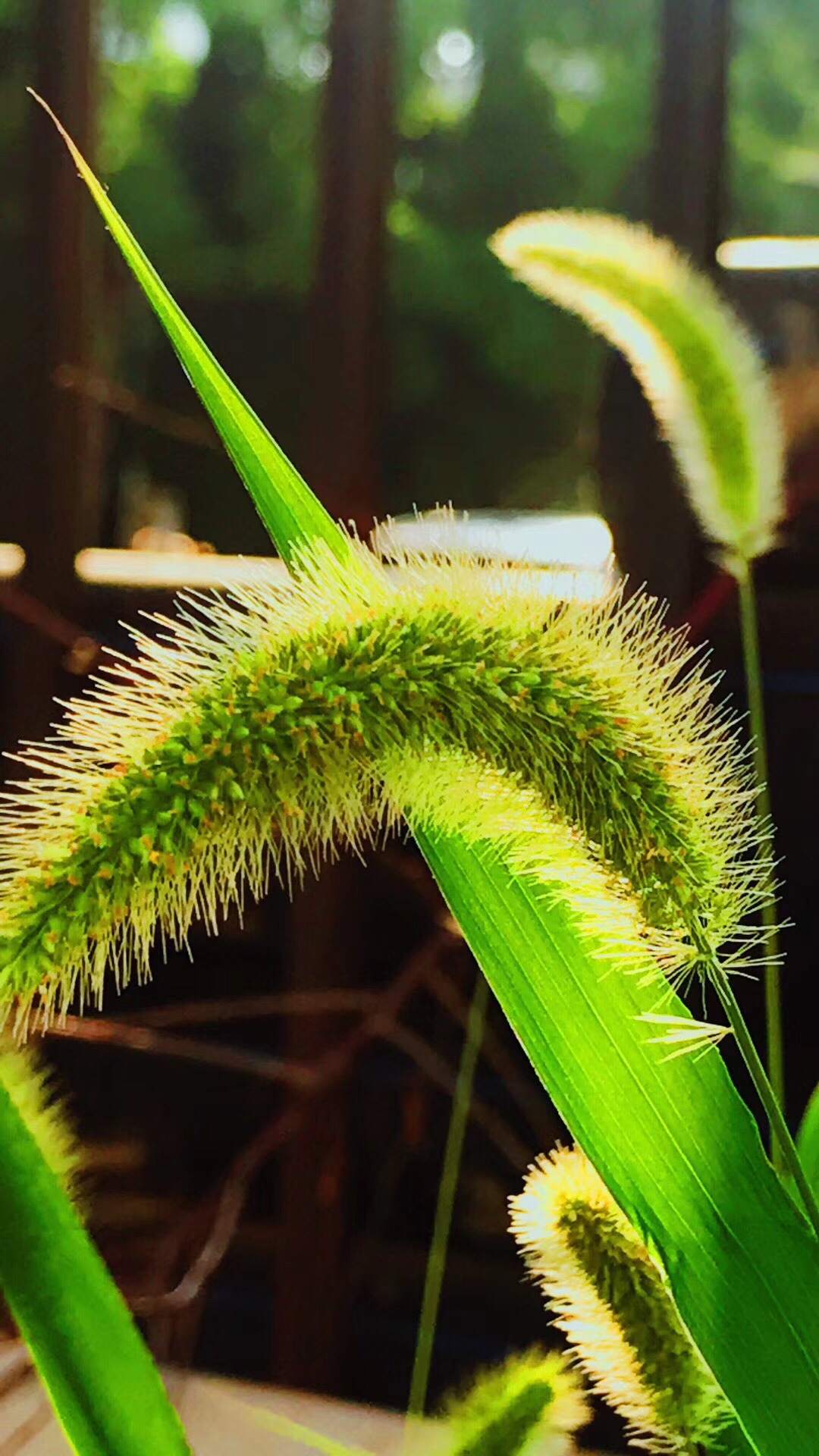 《狗尾巴草》(毛毛狗)