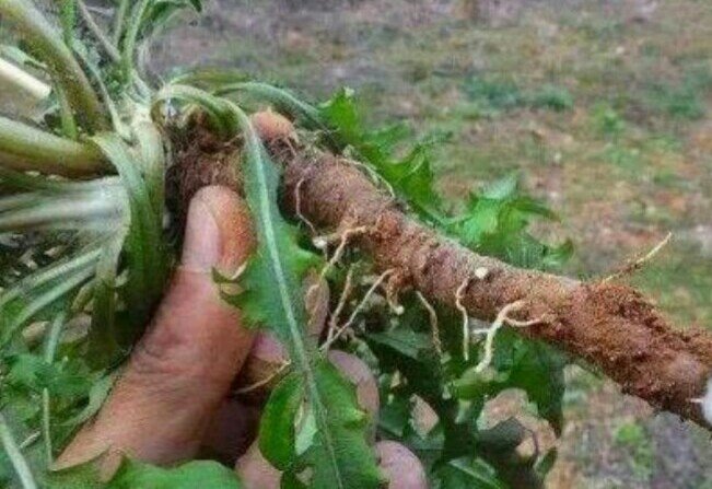 蒲公英,泡水喝可以养肝排毒抗肝病