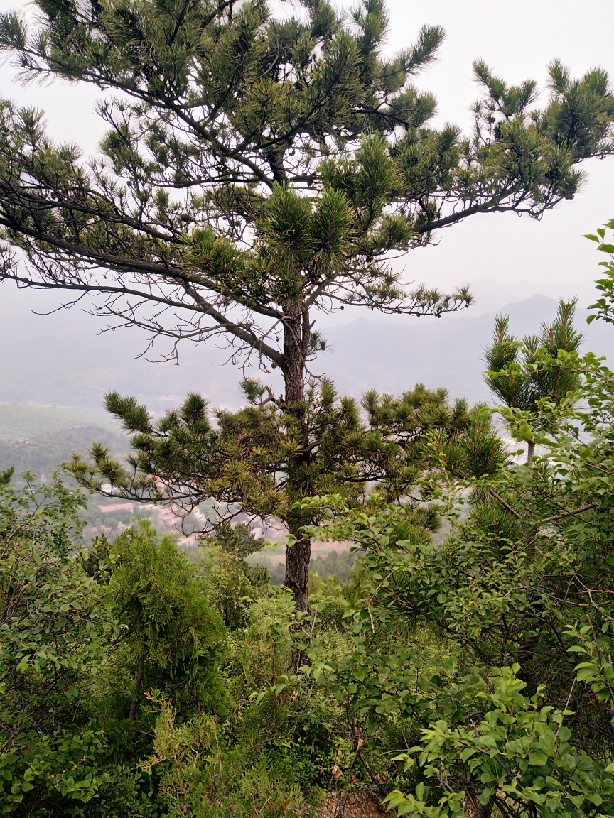 松树就像哨兵一样,不畏夏季酷暑,秋季雪霜,冬季寒风刺骨,毅力在山岗.