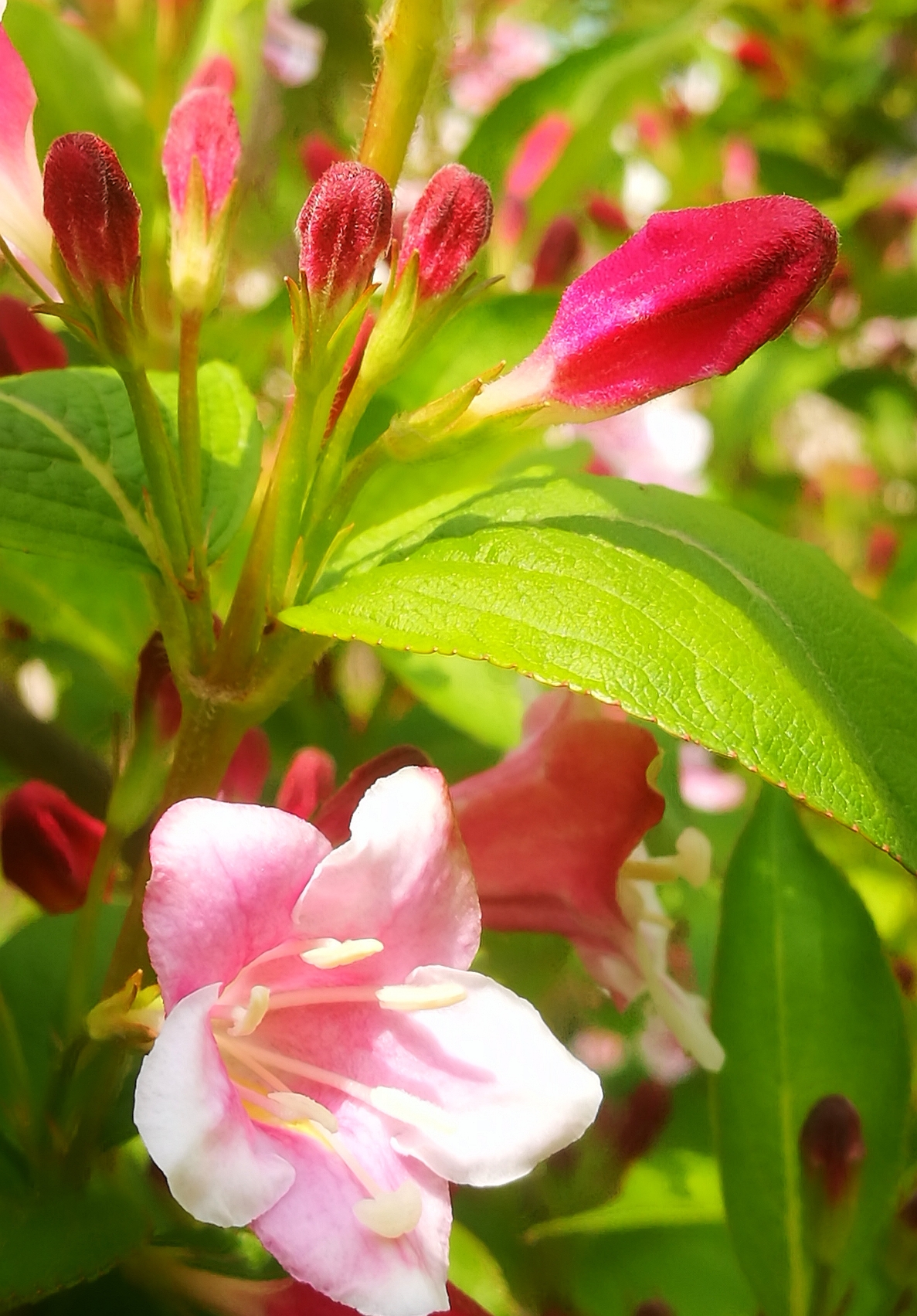 【锦带花】花语:前程似锦,绚烂和美丽.