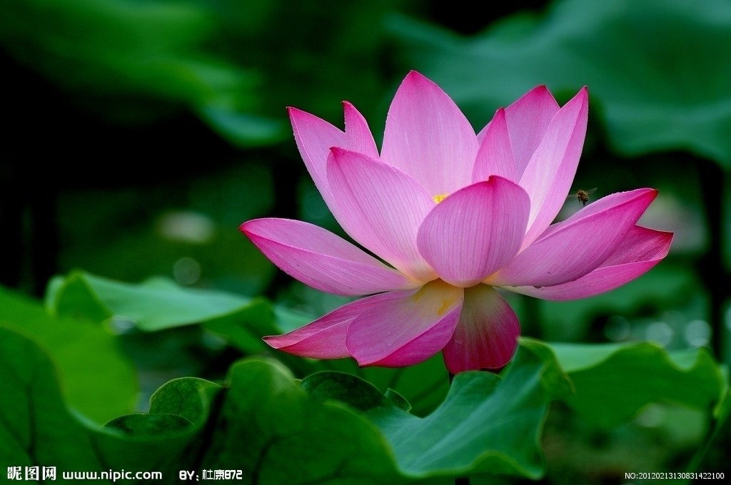 手机壁纸自然风景莲元