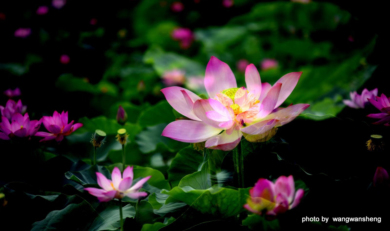 花非花