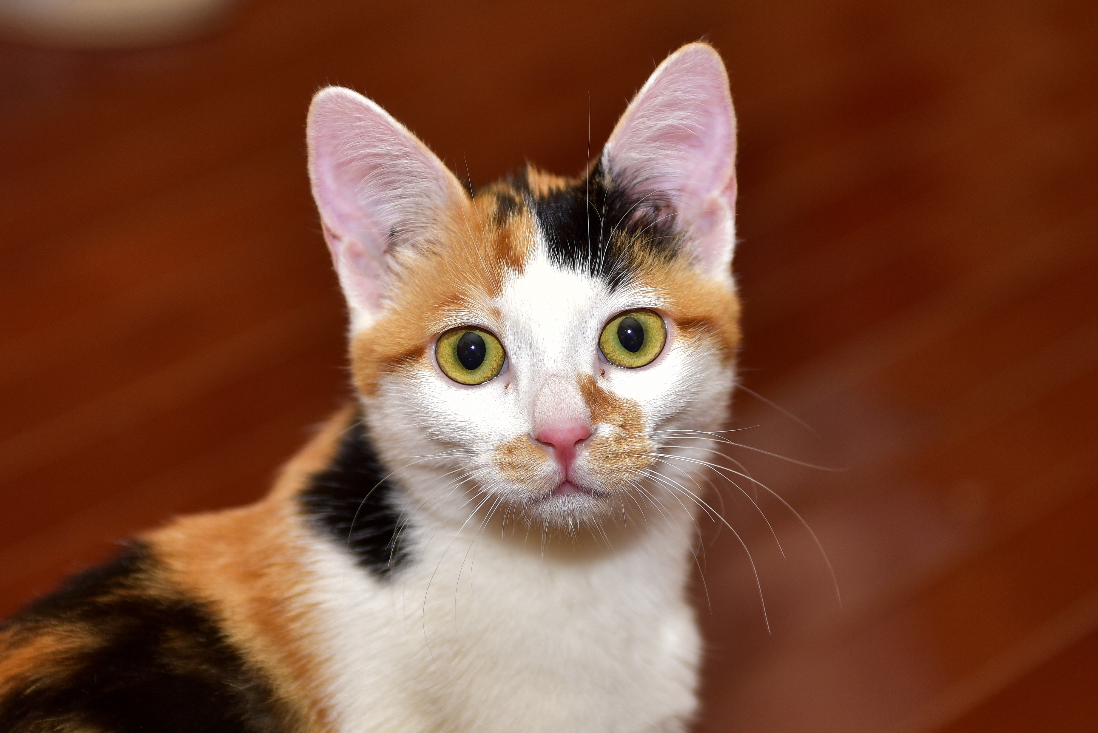 我是三色猫--三花