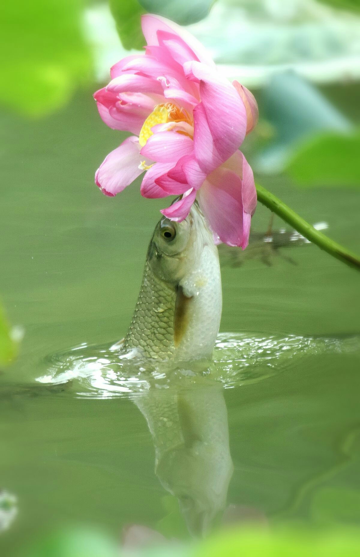 鱼/荷/恋