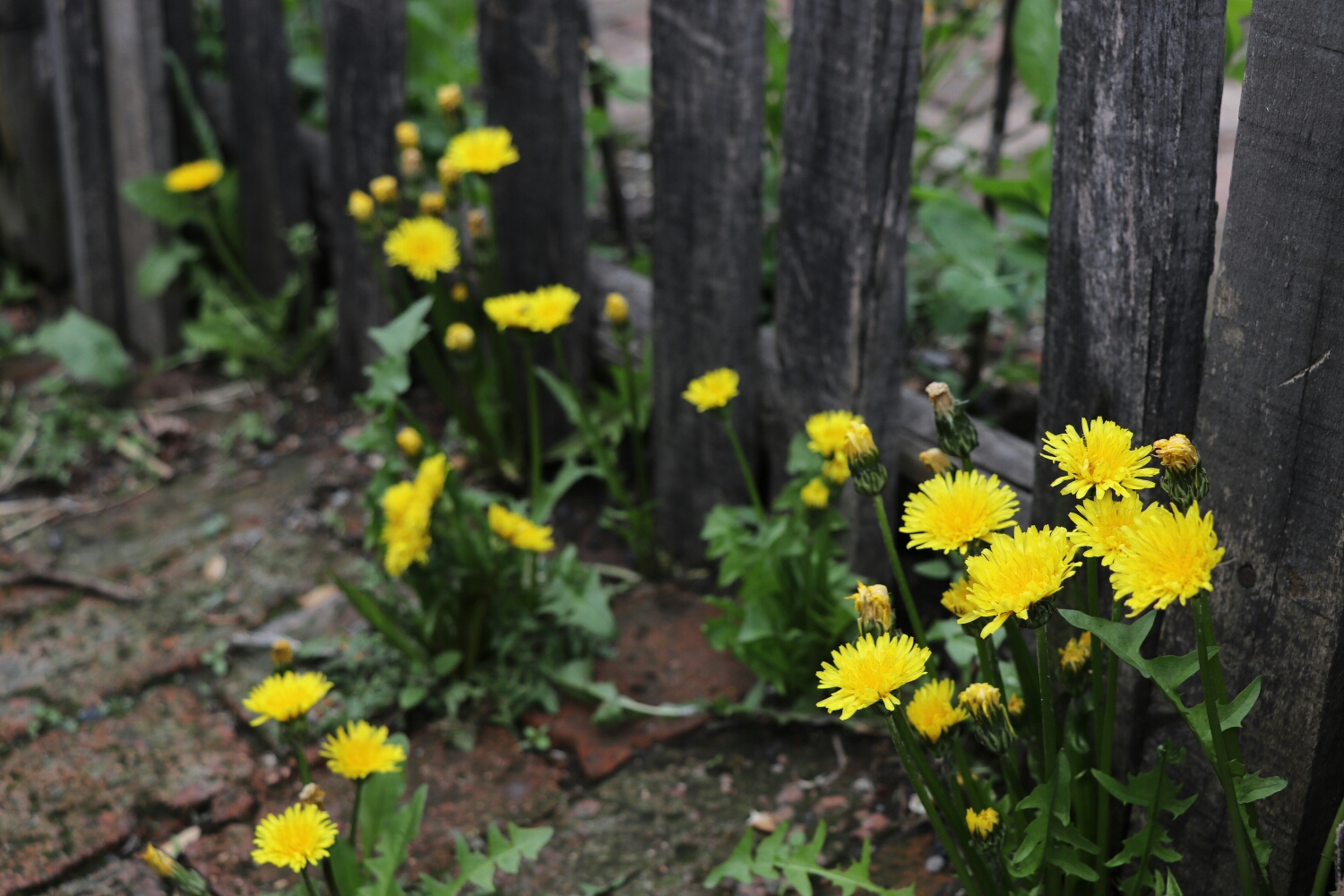 自由行走的花