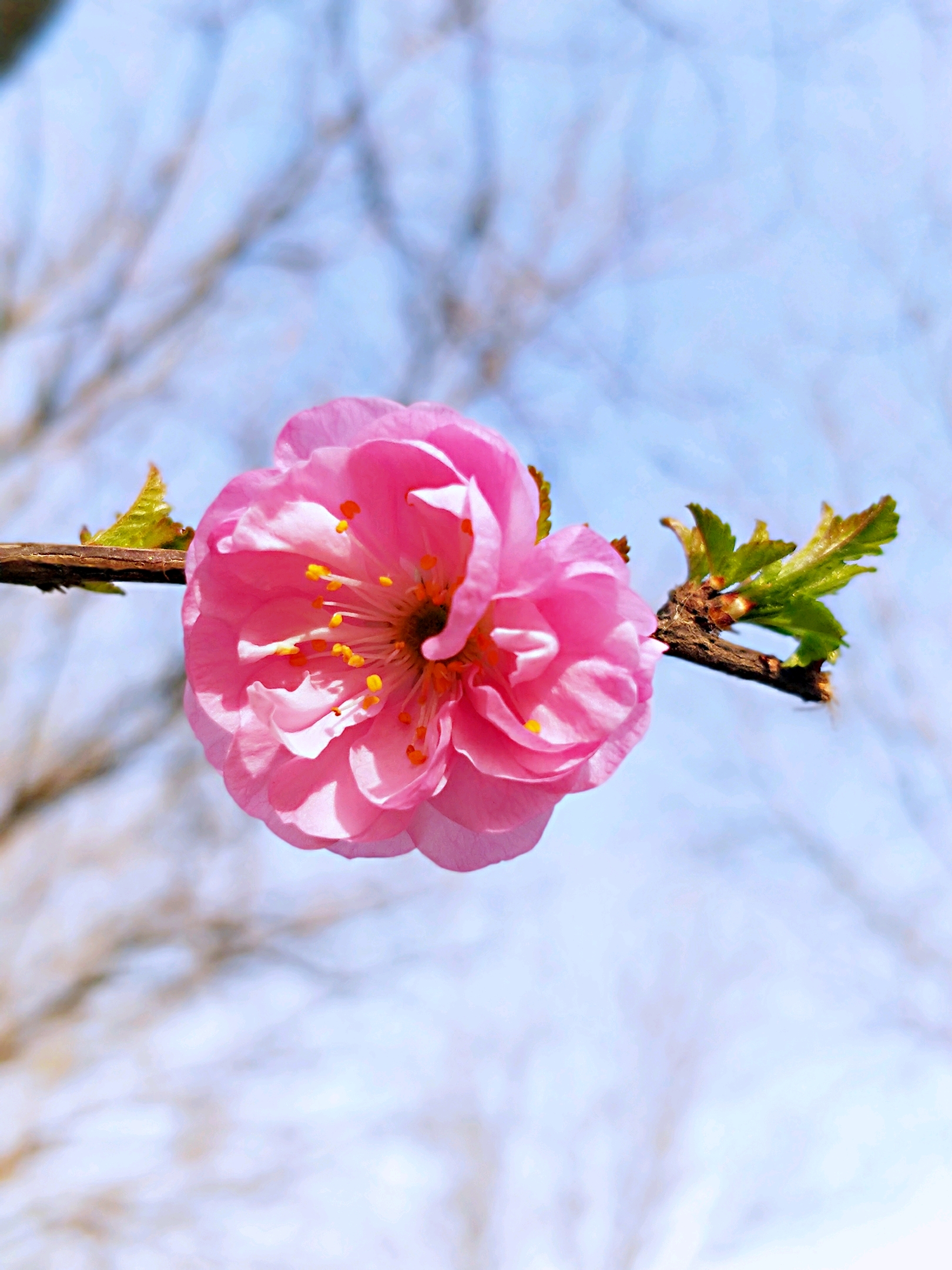 花团锦簇小桃红