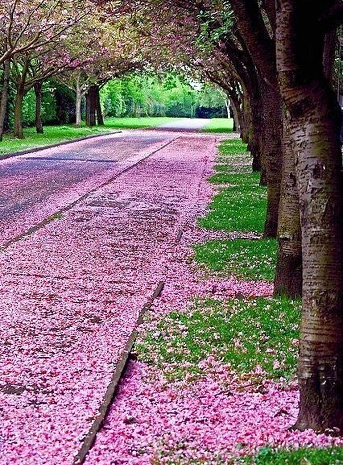 落花纷飞一地殇