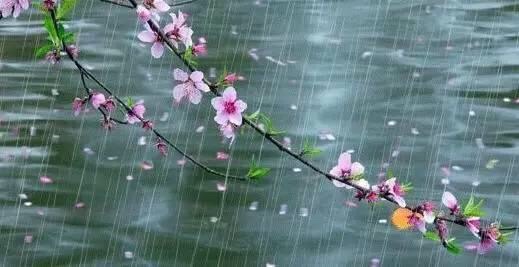 阳春三月梨花梦,鸿雁归来春雨帘