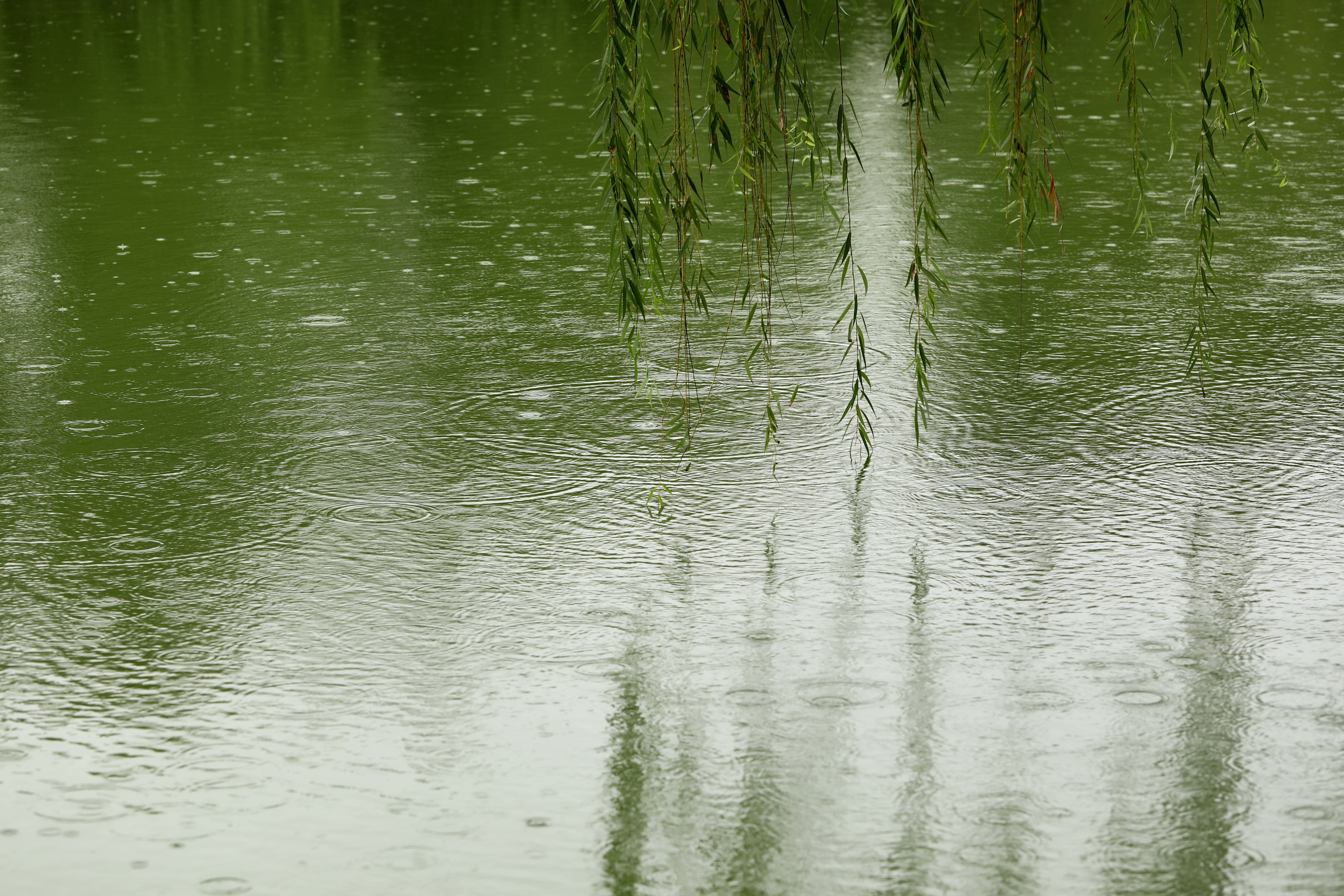 秋雨绵绵秋意长