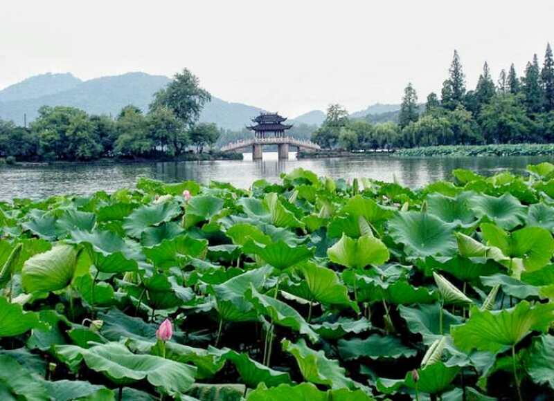 赏荷花曲院风荷(西湖十景之二)