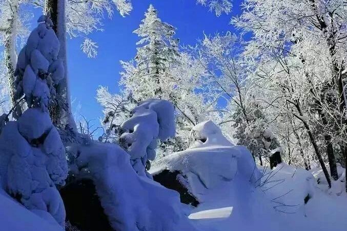 雪中情