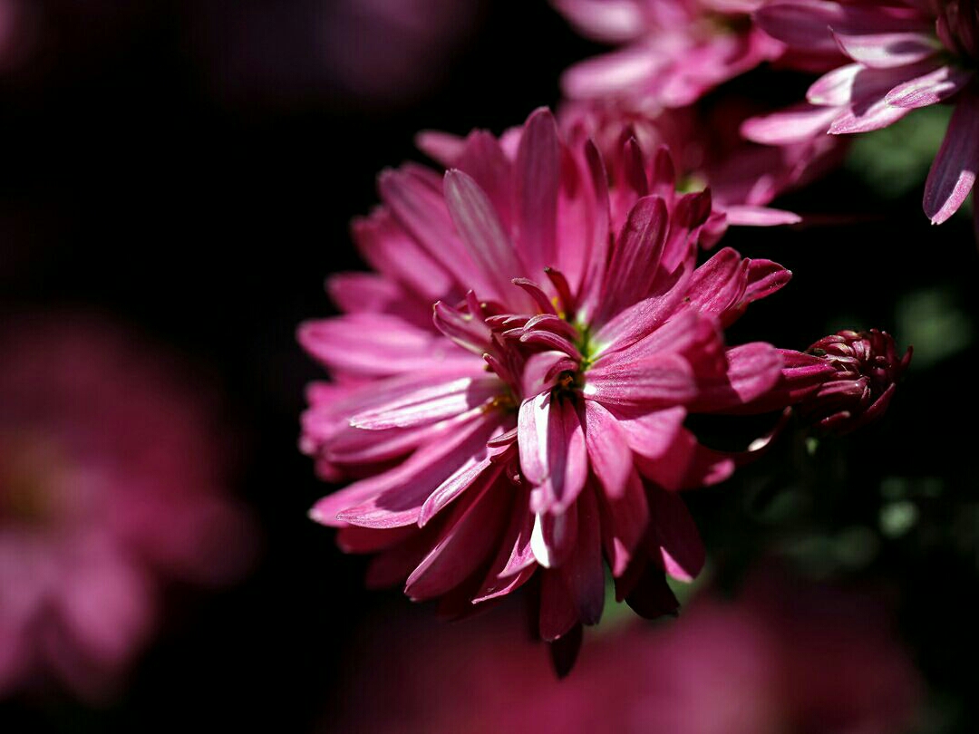 《落花无言,人淡如菊》