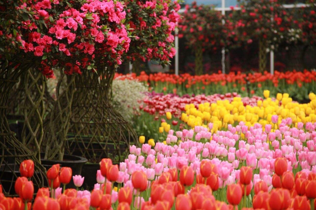 姹紫嫣红总是春(新津花舞人间国家aaaa风景区)2019.3.