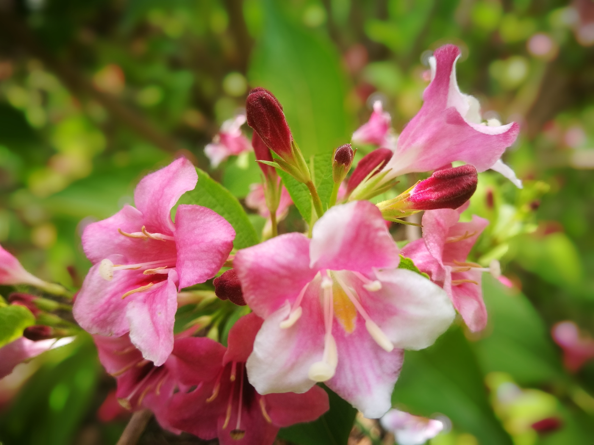 【锦带花】花语:前程似锦,绚烂和美丽.