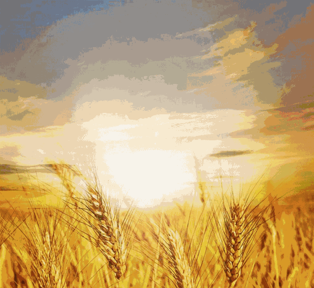 壁纸 成片种植 风景 植物 种植基地 桌面 640_587 gif 动态图 动图