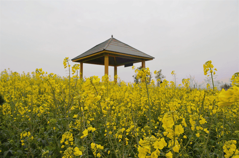 壁纸 成片种植 风景 植物 种植基地 桌面 800_531 gif 动态图 动