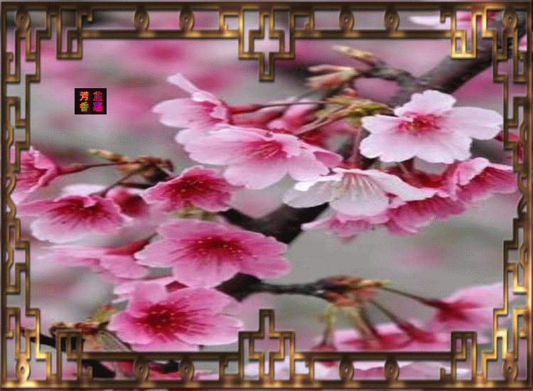人间花卉映满天
