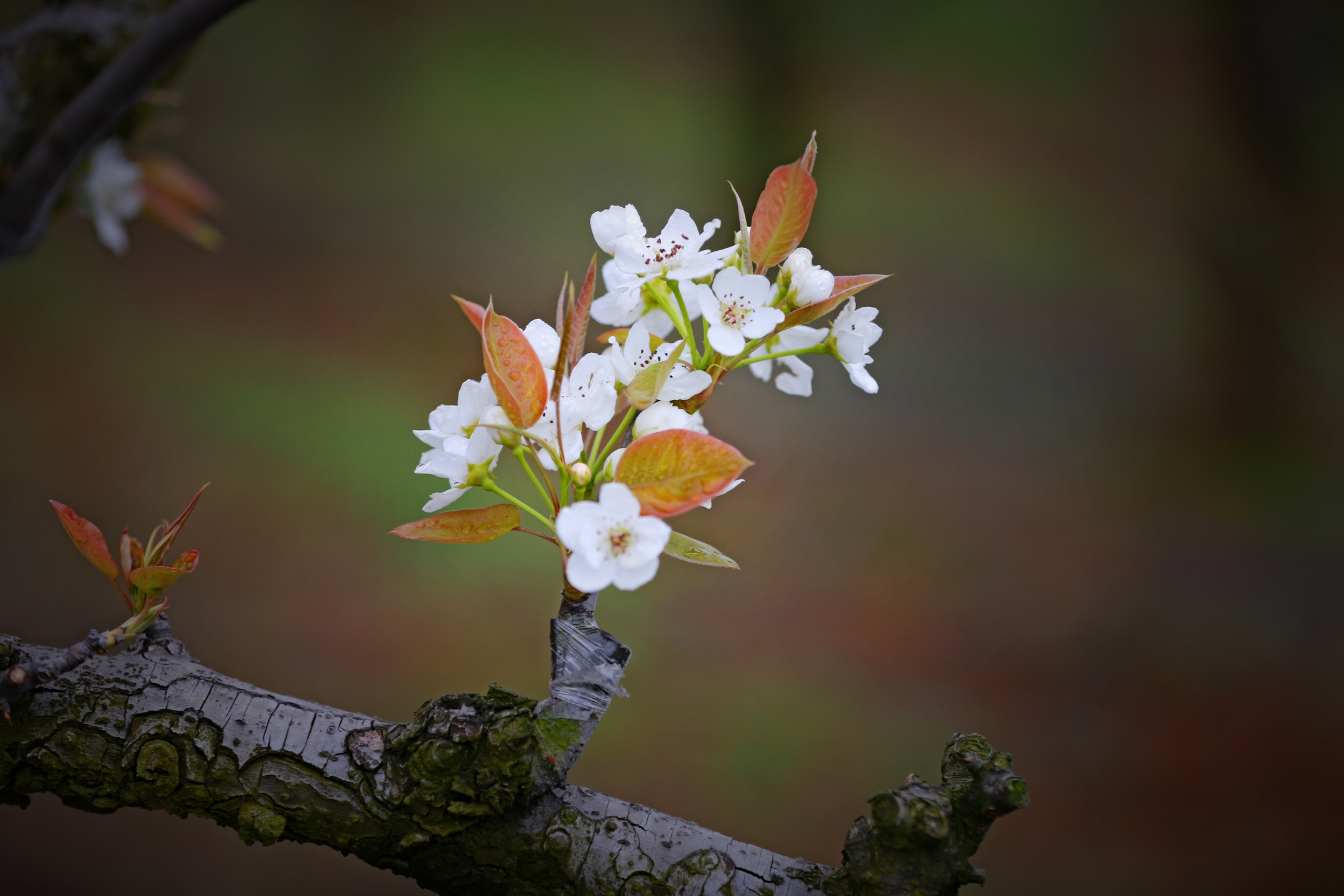 《梨花一枝春带雨》