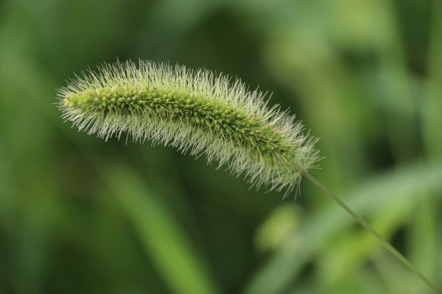 小草