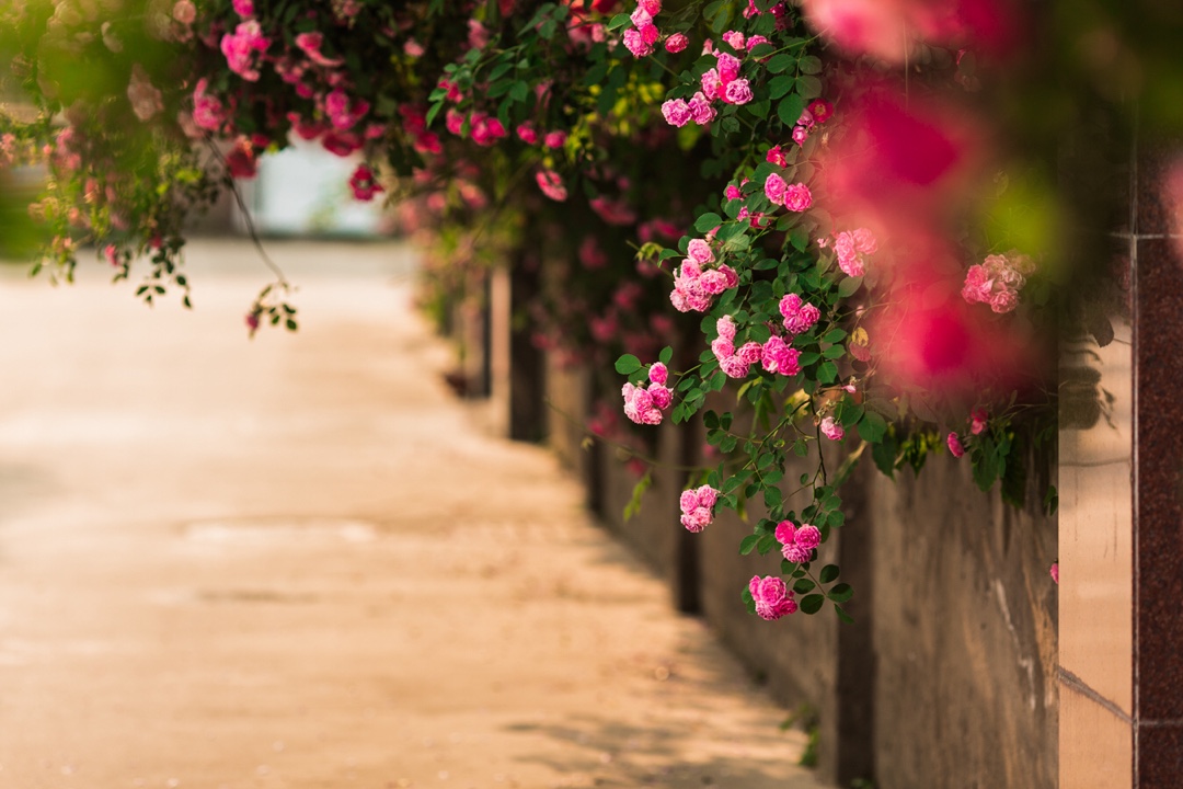 花开半夏,如诗如画.