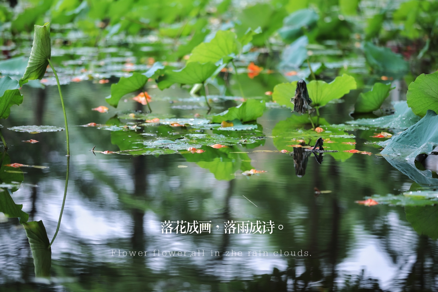 落花听雨