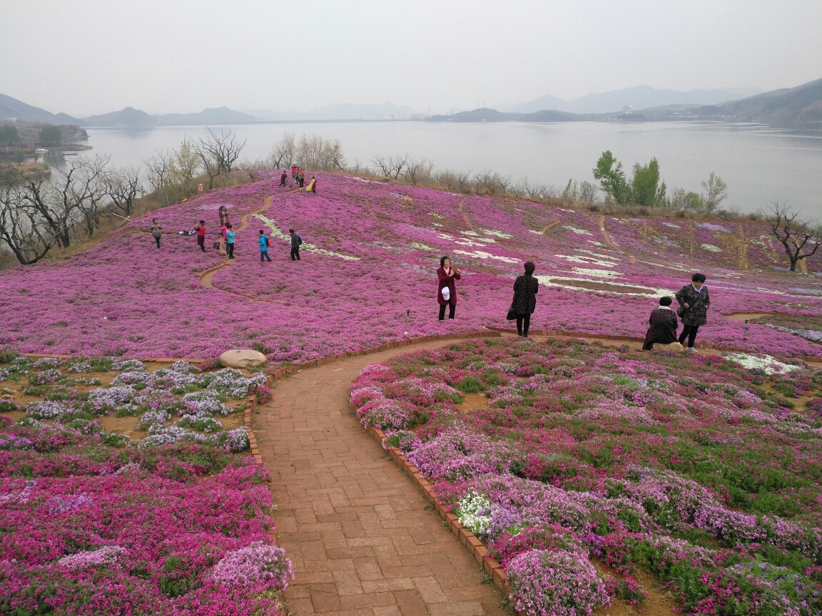 走进雨花谷花海