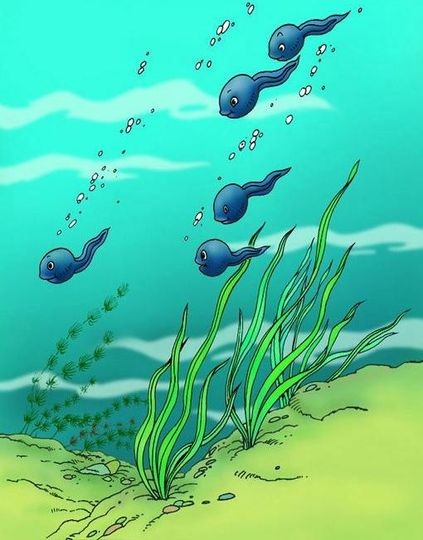 带人们飞向远方 千山万水 实现美好的梦想 小蝌蚪找妈妈 谢丽洁 小溪